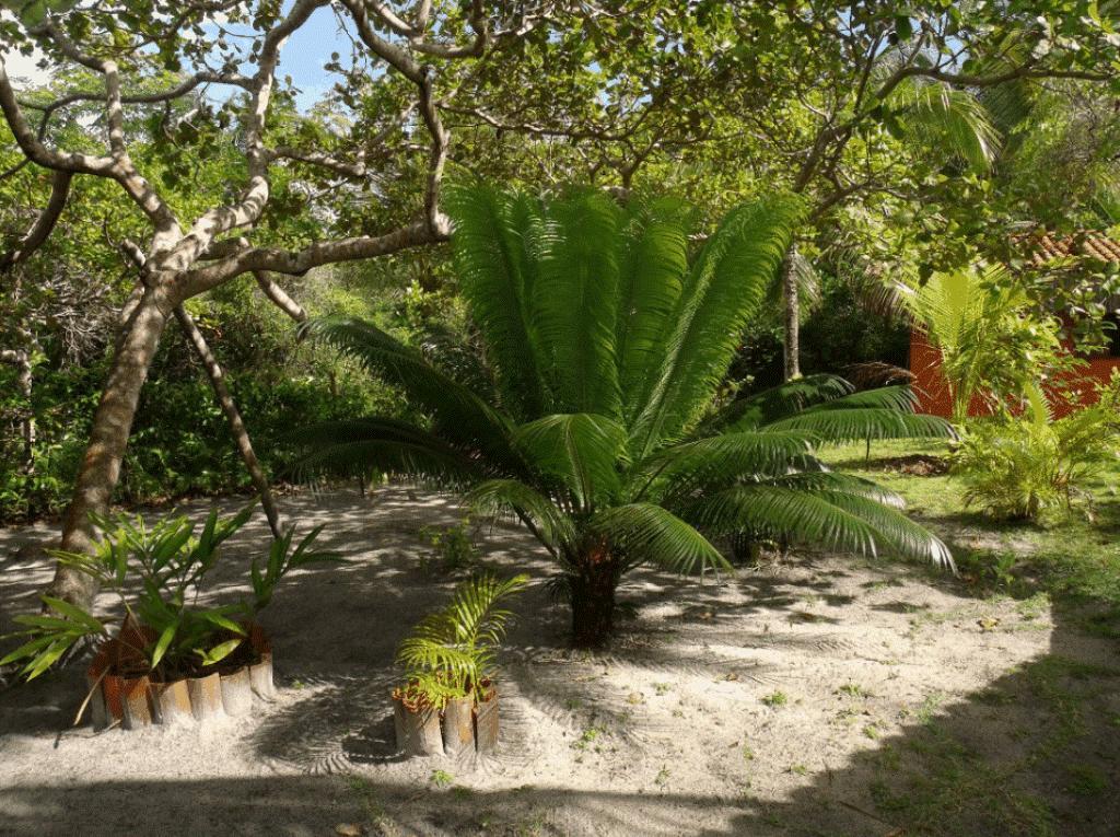 Boipeba Island Pousada Quartinho De Praia المظهر الخارجي الصورة